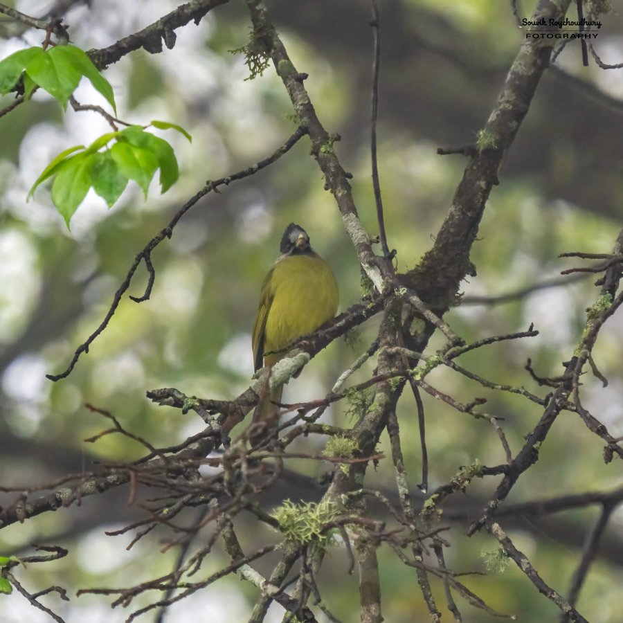 20230320 - Khonoma WLS II - 1196-E