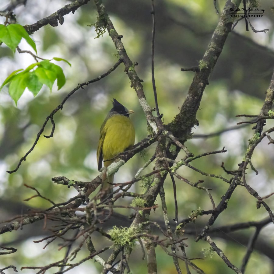 20230320 - Khonoma WLS II - 1235-E