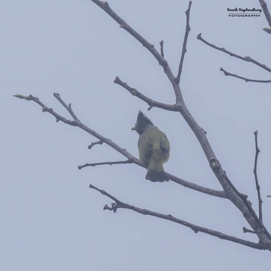 20230320 - Khonoma WLS II - 1286-E