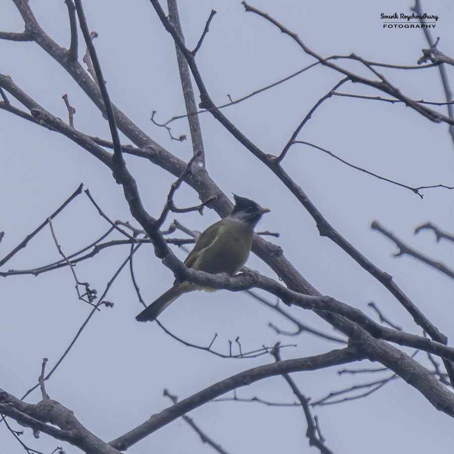 20230320 - Khonoma WLS II - 1312-E