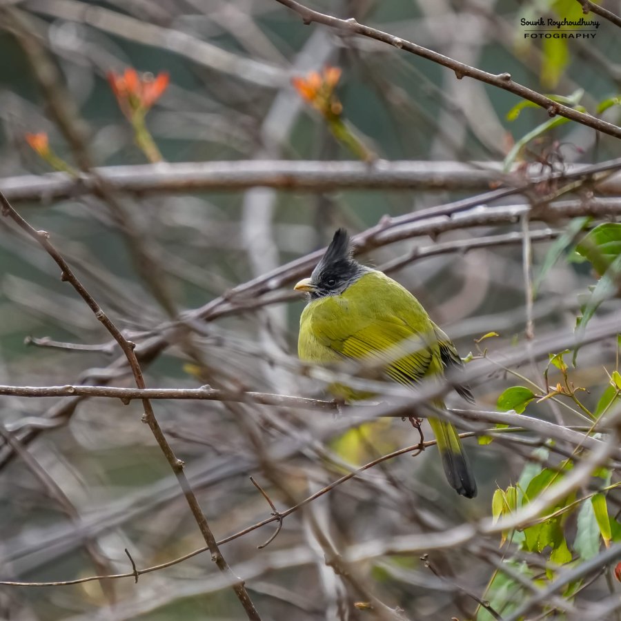 20230320 - Khonoma WLS II - 1383-E