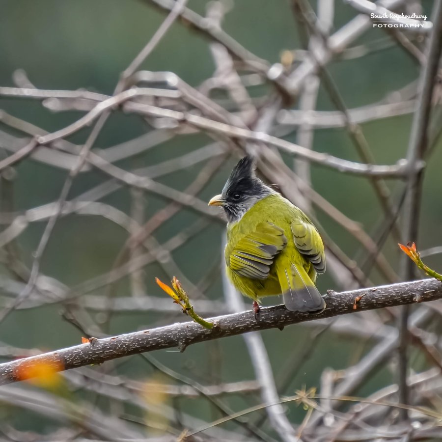 20230320 - Khonoma WLS II - 1414-E