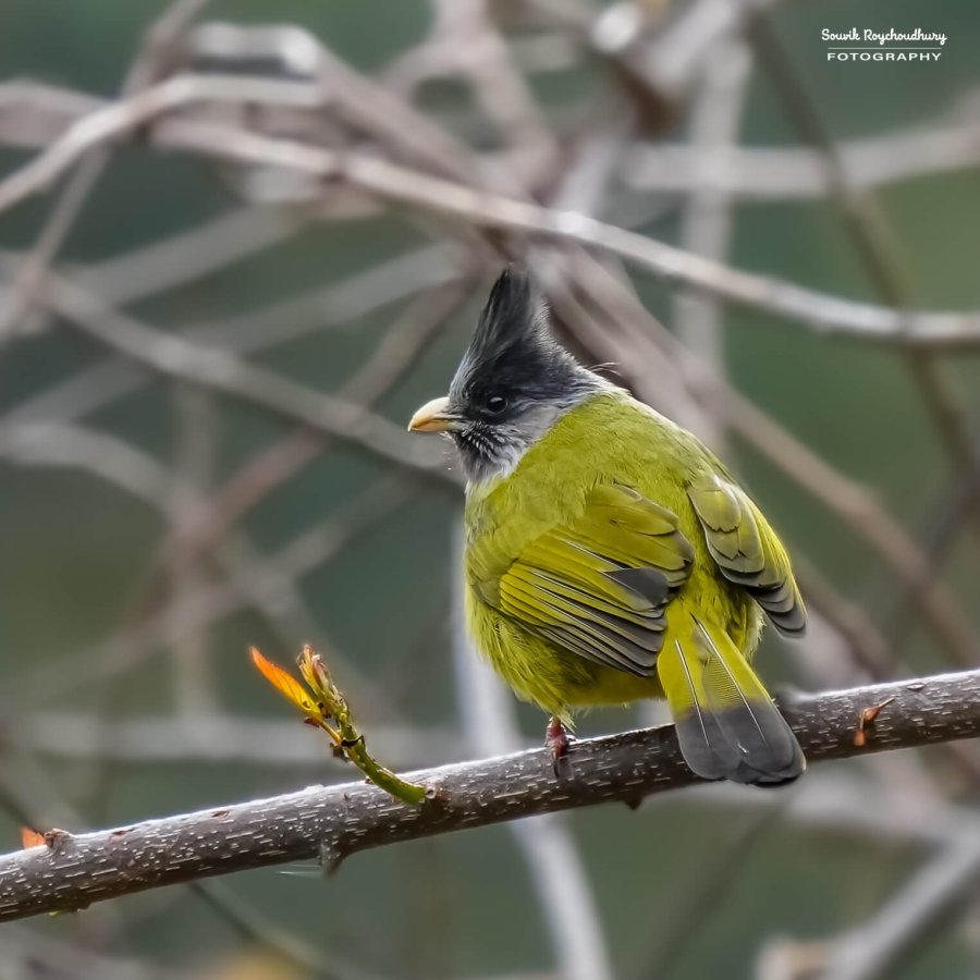 20230320 - Khonoma WLS II - 1417-E