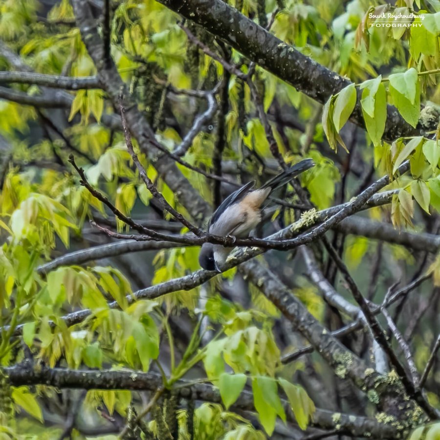 20230320 - Khonoma WLS II - 208-E