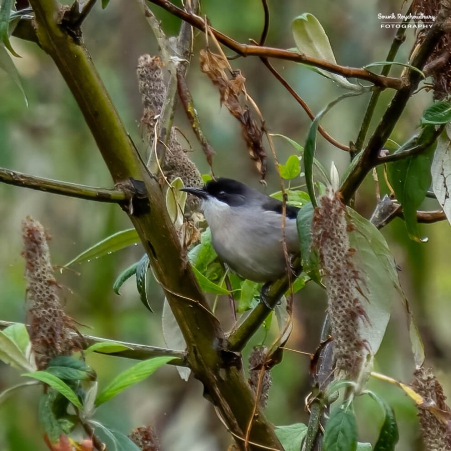 20230320 - Khonoma WLS II - 228-E