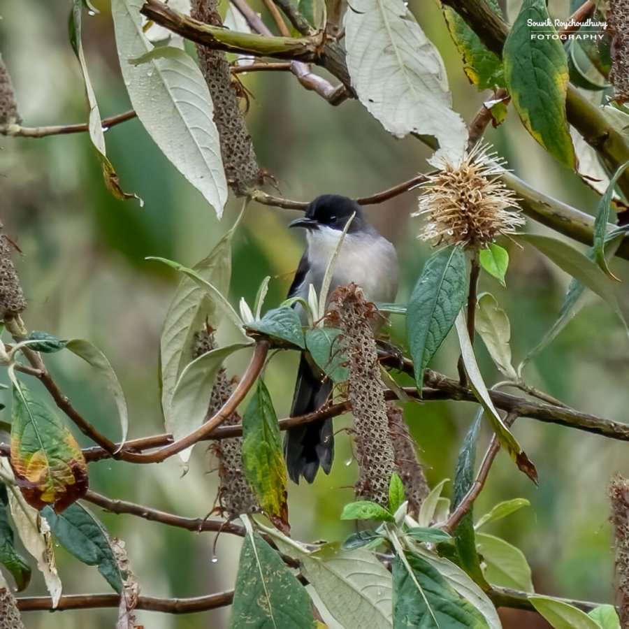 20230320 - Khonoma WLS II - 246-E