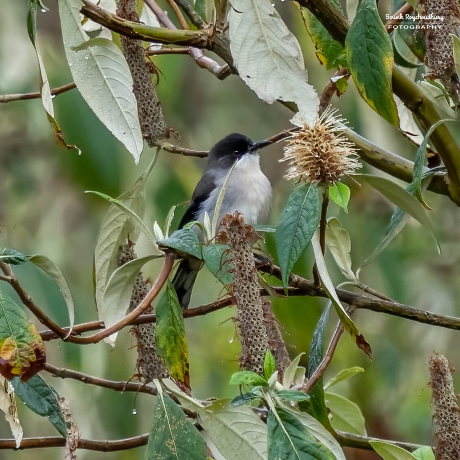 20230320 - Khonoma WLS II - 259-E