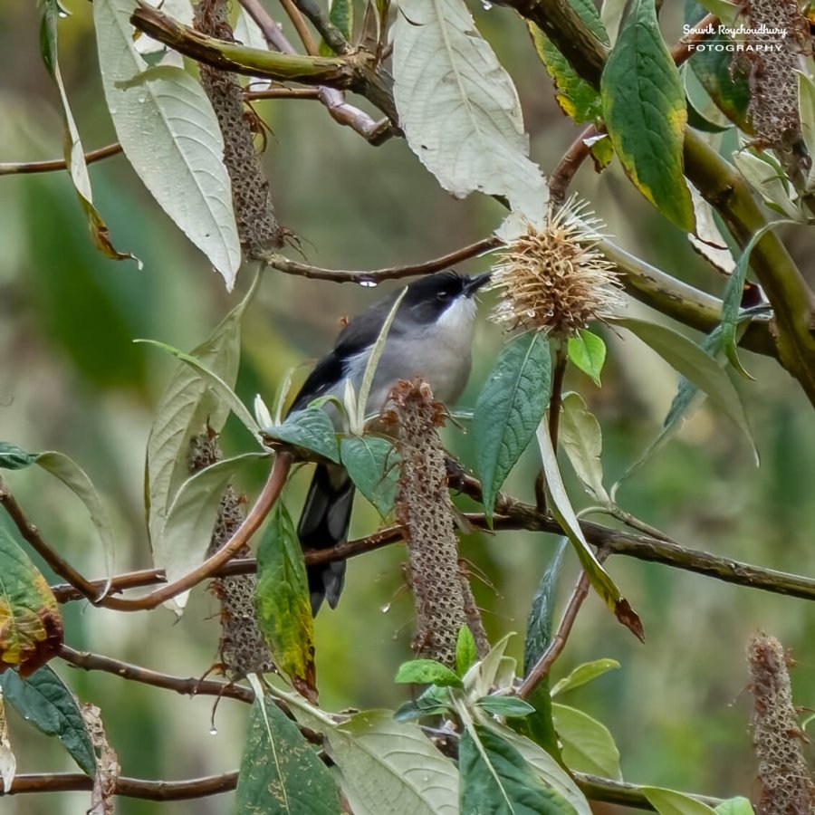 20230320 - Khonoma WLS II - 276-E