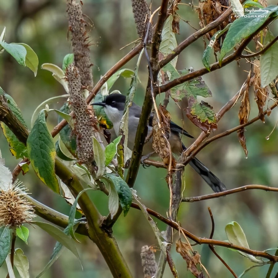 20230320 - Khonoma WLS II - 326-E