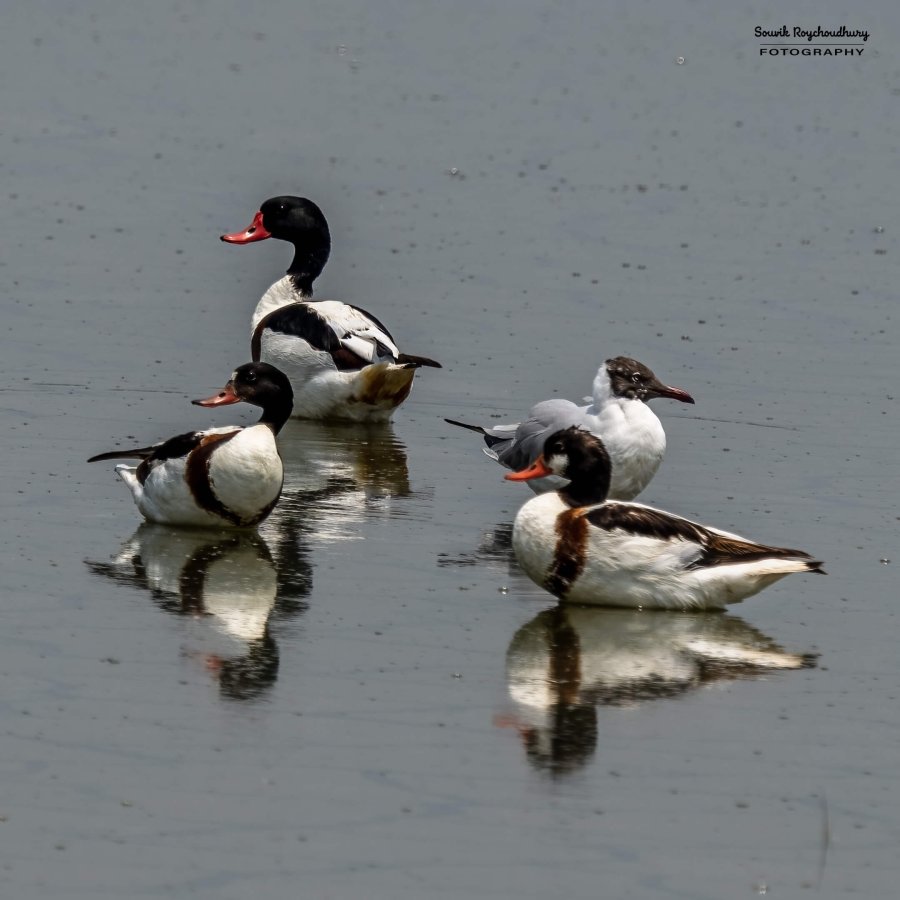 20230408 - Kamarganti - 11-E