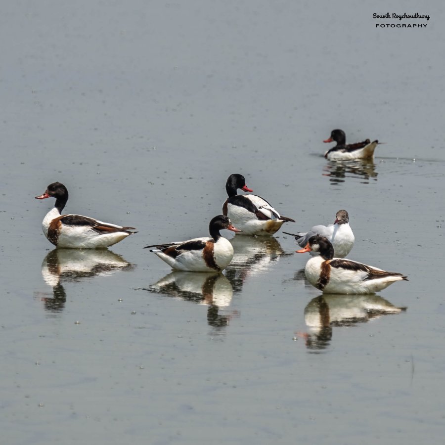 20230408 - Kamarganti - 2-E