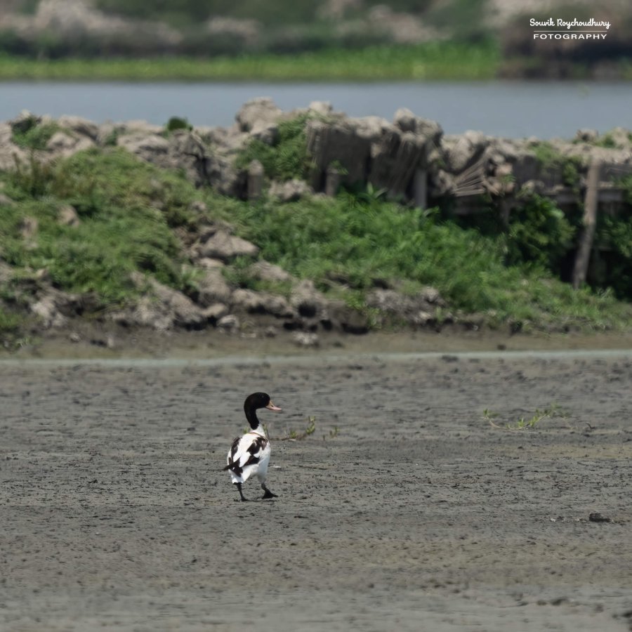 20230408 - Kamarganti - 51-E