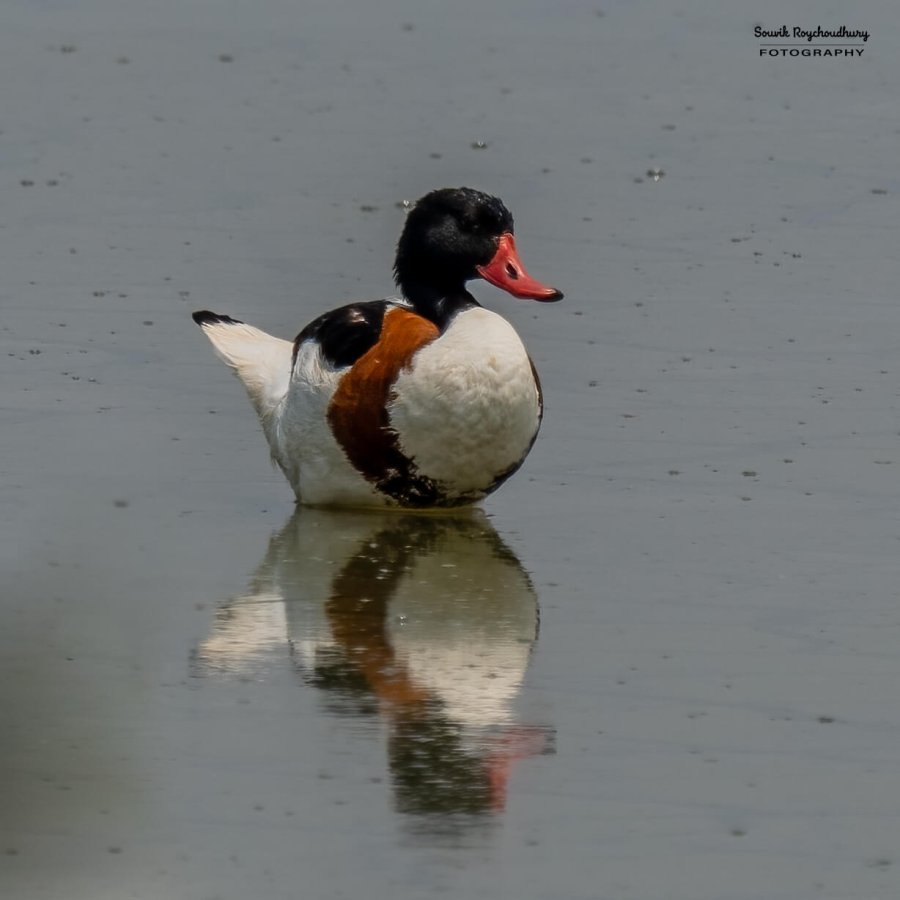 20230408 - Kamarganti - 7-E