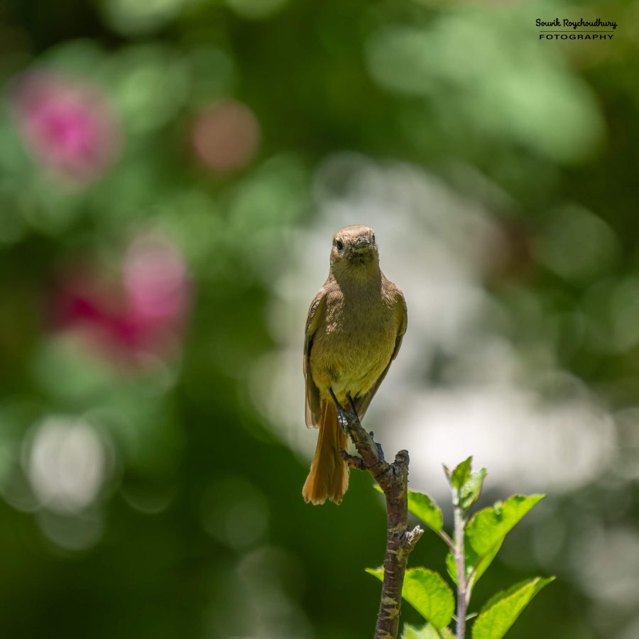 20230623 - Karu - 160-E