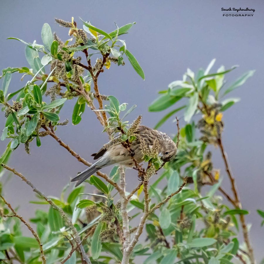 20230626 - Pangong TSO - 114-E
