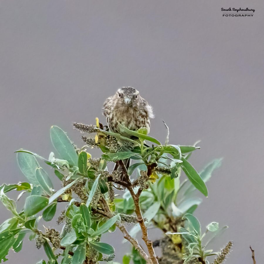 20230626 - Pangong TSO - 146-E