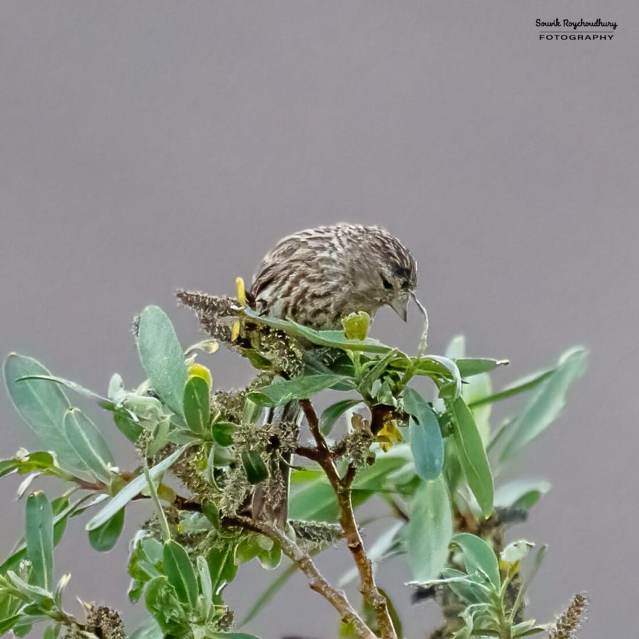 20230626 - Pangong TSO - 171-E