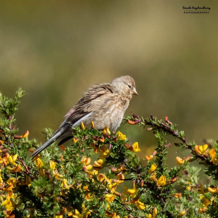 20230627 - Pangong Tso to Hanle - 152-E