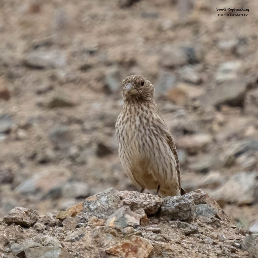 20230627 - Pangong Tso to Hanle - 1841-E