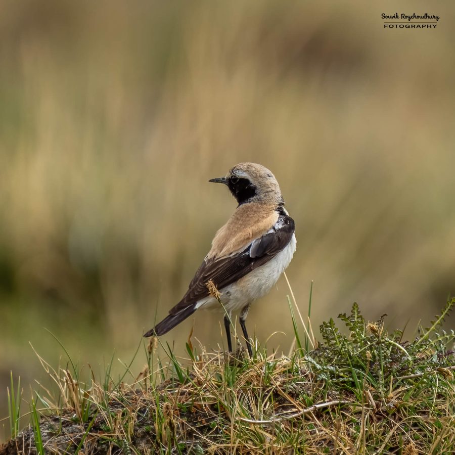 20230627 - Pangong Tso to Hanle - 2610-E