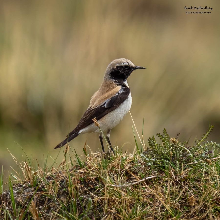 20230627 - Pangong Tso to Hanle - 2628-E