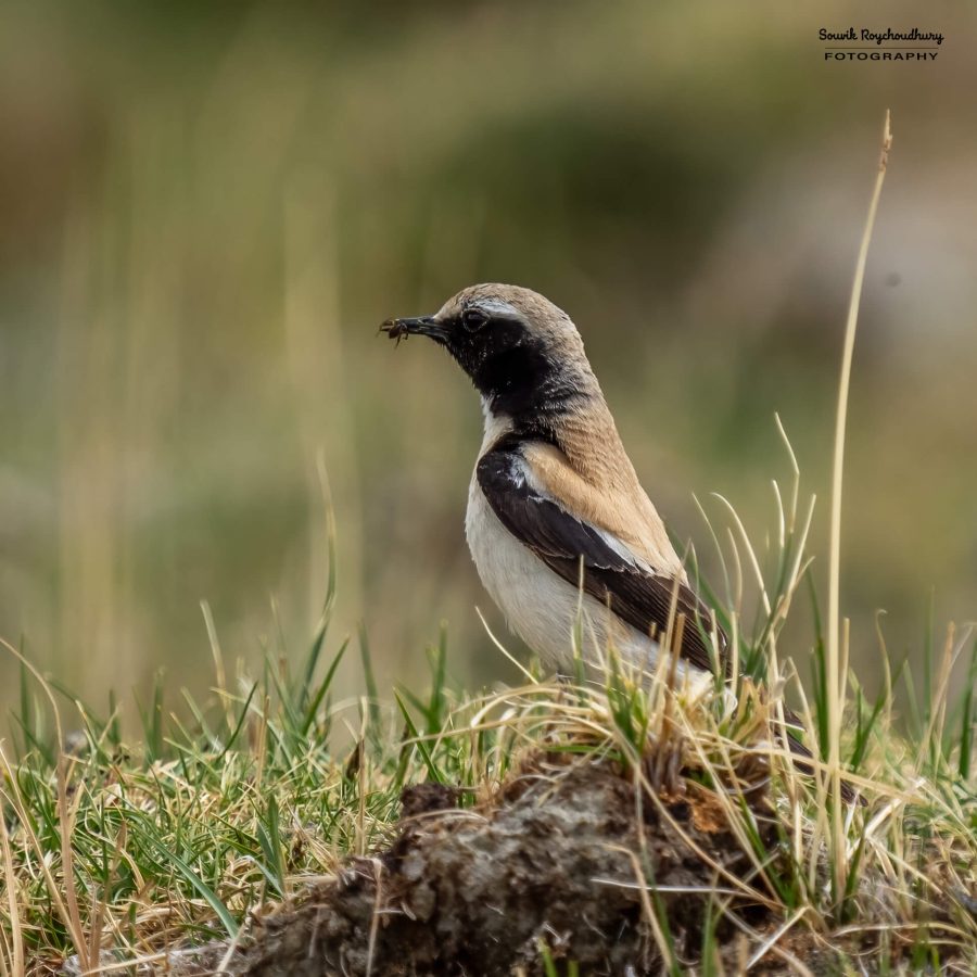 20230627 - Pangong Tso to Hanle - 2658-E