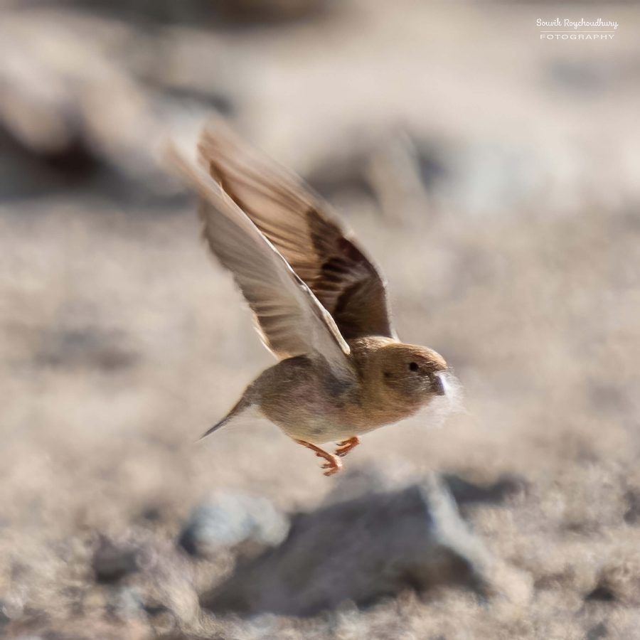 20230629 - Hanle to Tso Kar - 450-E-g