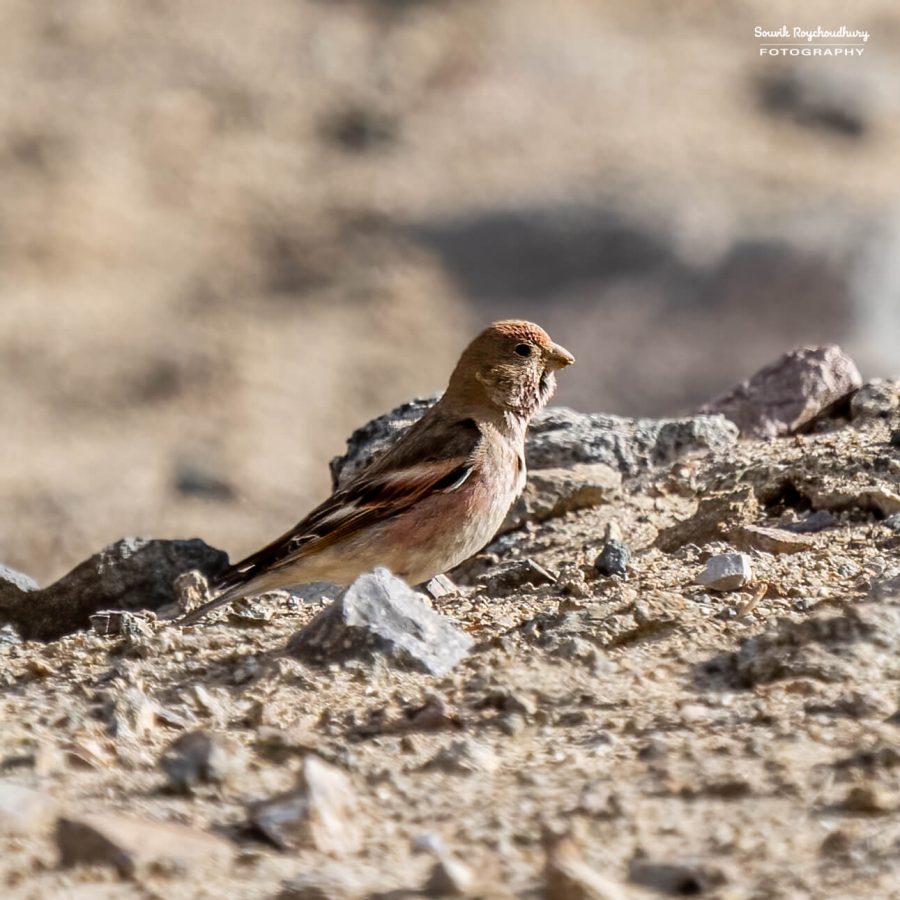 20230629 - Hanle to Tso Kar - 589-E