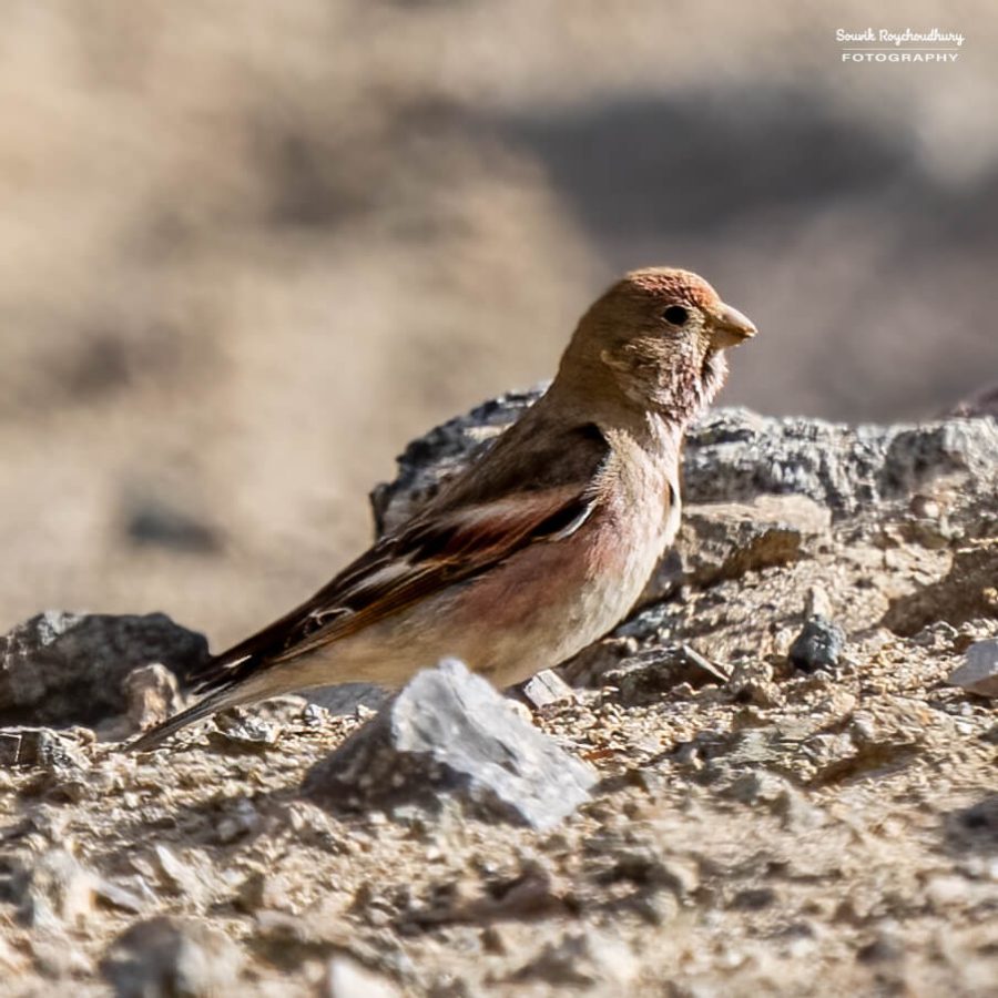 20230629 - Hanle to Tso Kar - 590-E