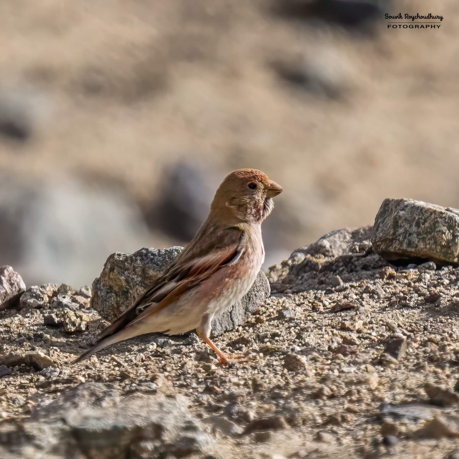 20230629 - Hanle to Tso Kar - 614-E