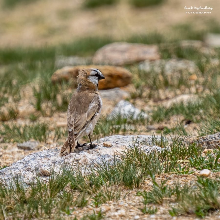 20230629 - Tso Kar - 116-E