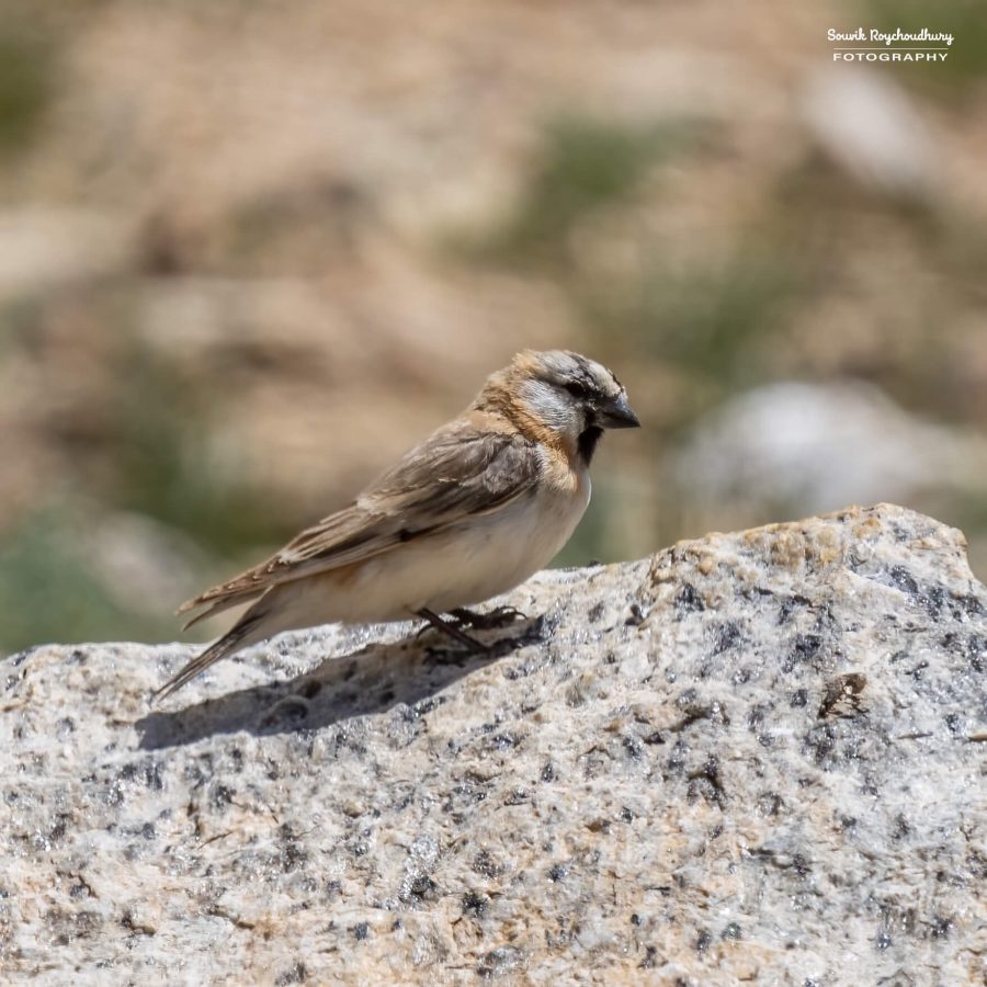 20230629 - Tso Kar - 1204-E