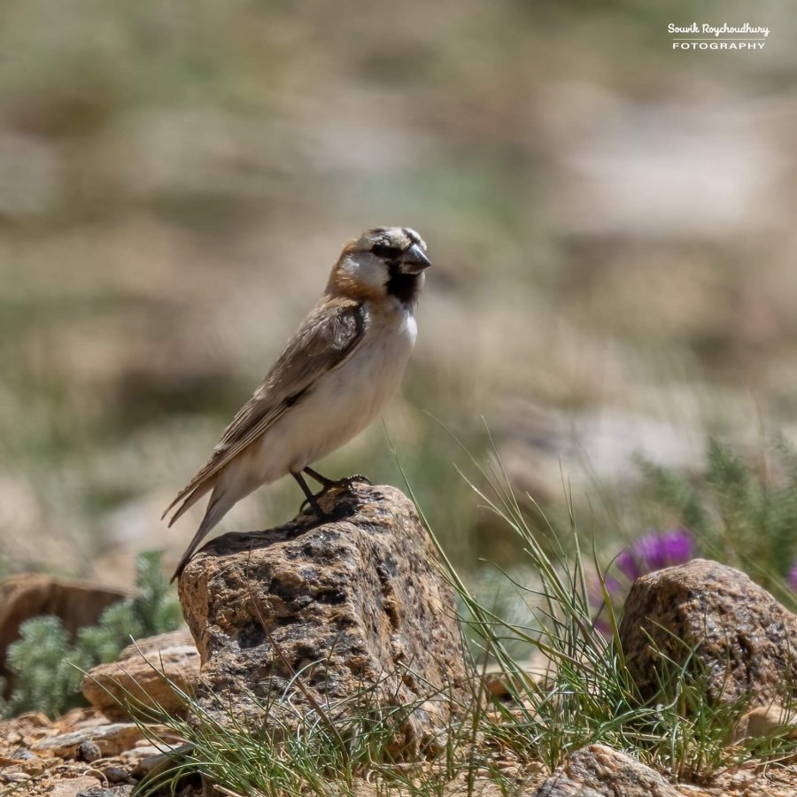 20230629 - Tso Kar - 1231-E