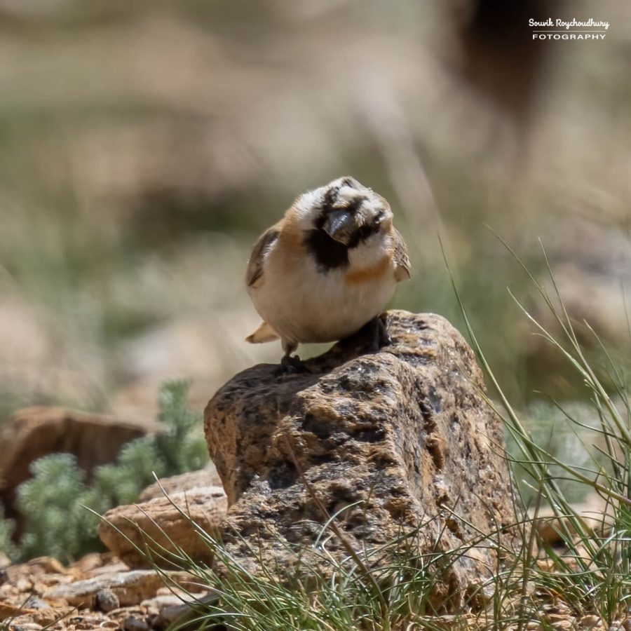 20230629 - Tso Kar - 1282-E