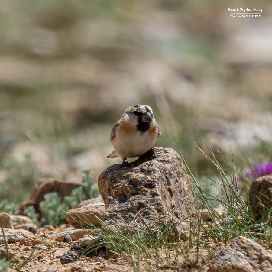 20230629 - Tso Kar - 1300-E