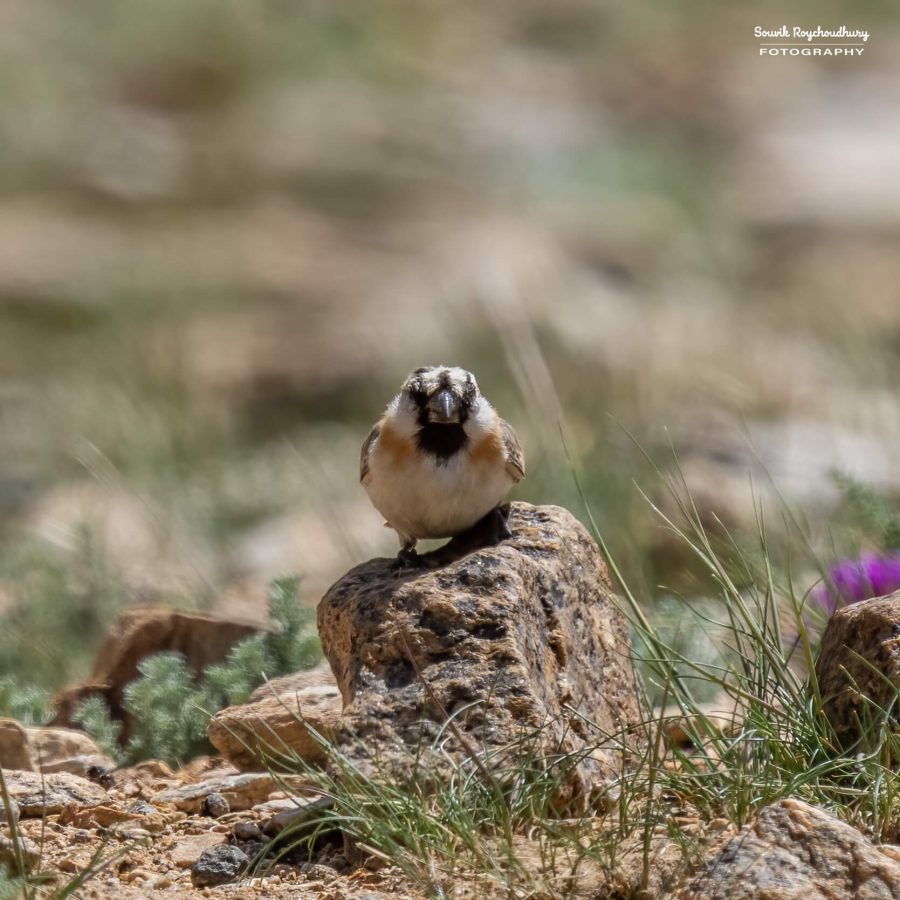 20230629 - Tso Kar - 1304-E