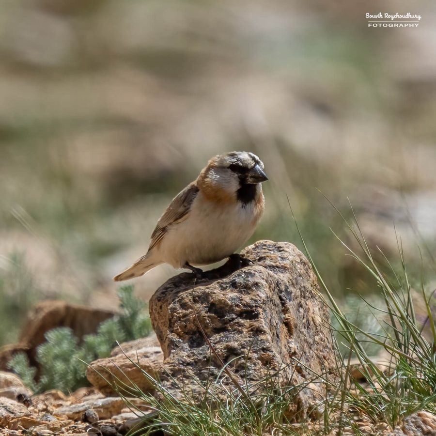 20230629 - Tso Kar - 1308-E