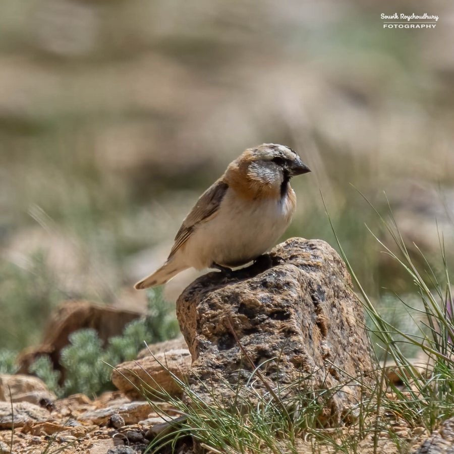 20230629 - Tso Kar - 1329-E