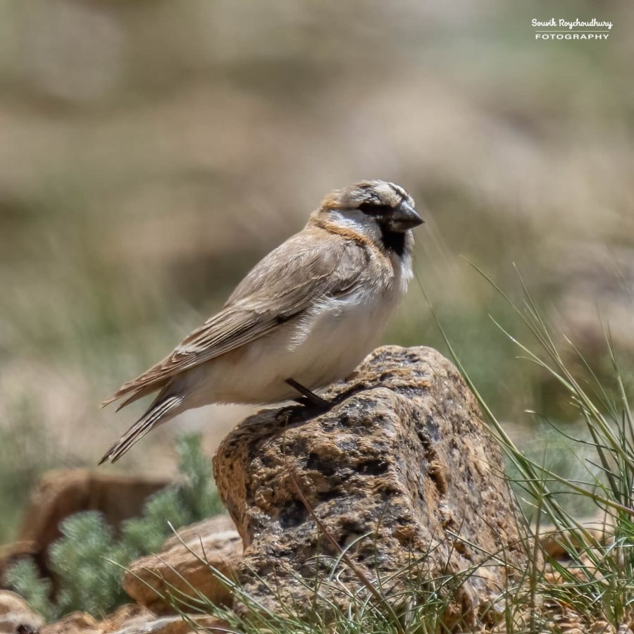 20230629 - Tso Kar - 1365-E