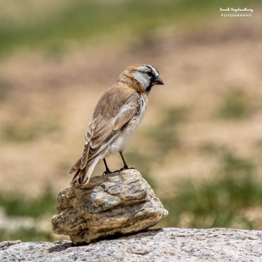 20230629 - Tso Kar - 190-E