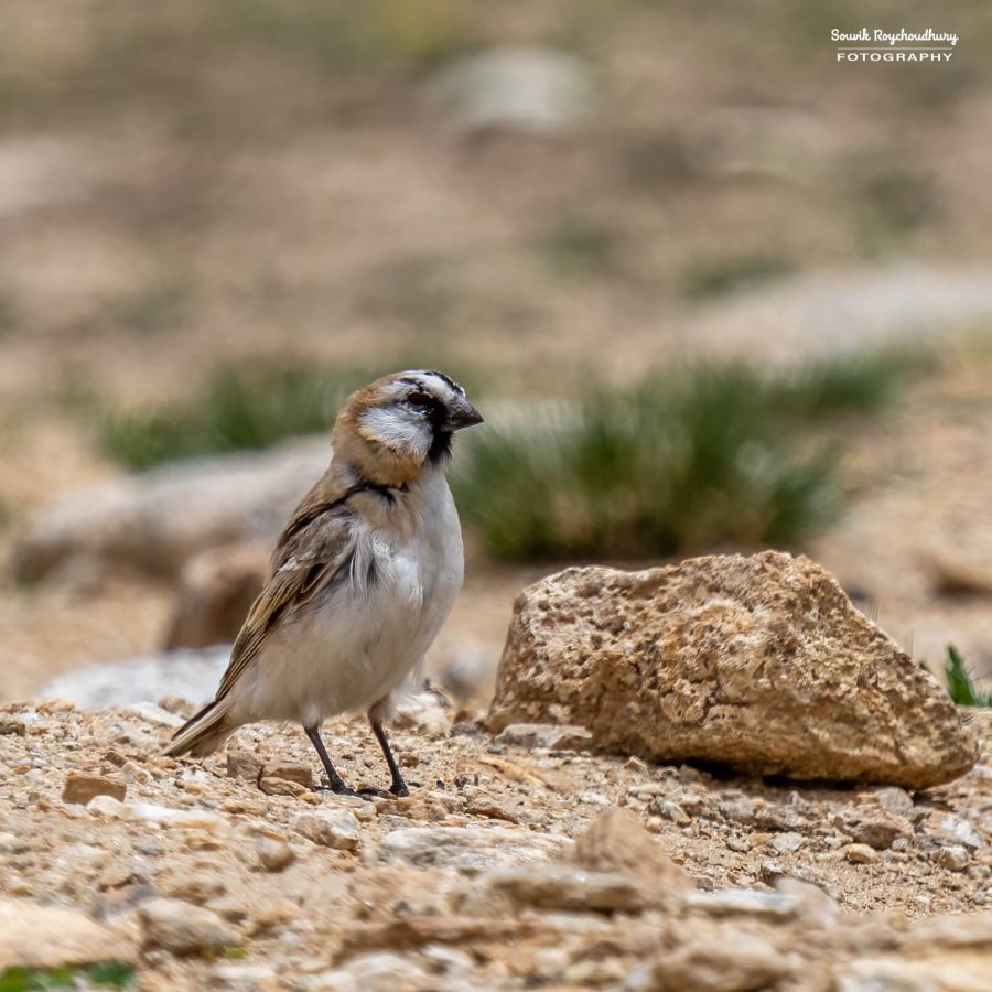 20230629 - Tso Kar - 301-E