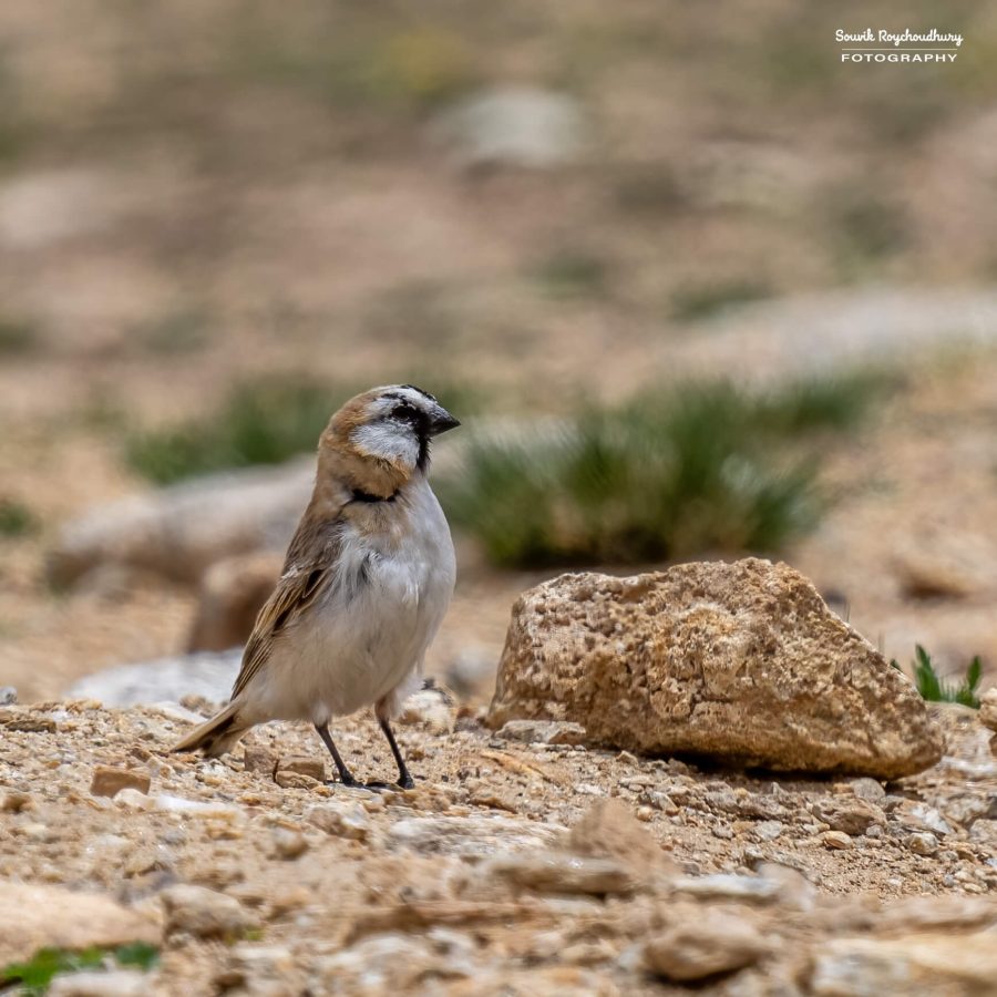 20230629 - Tso Kar - 320-E