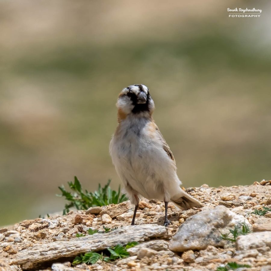 20230629 - Tso Kar - 343-E