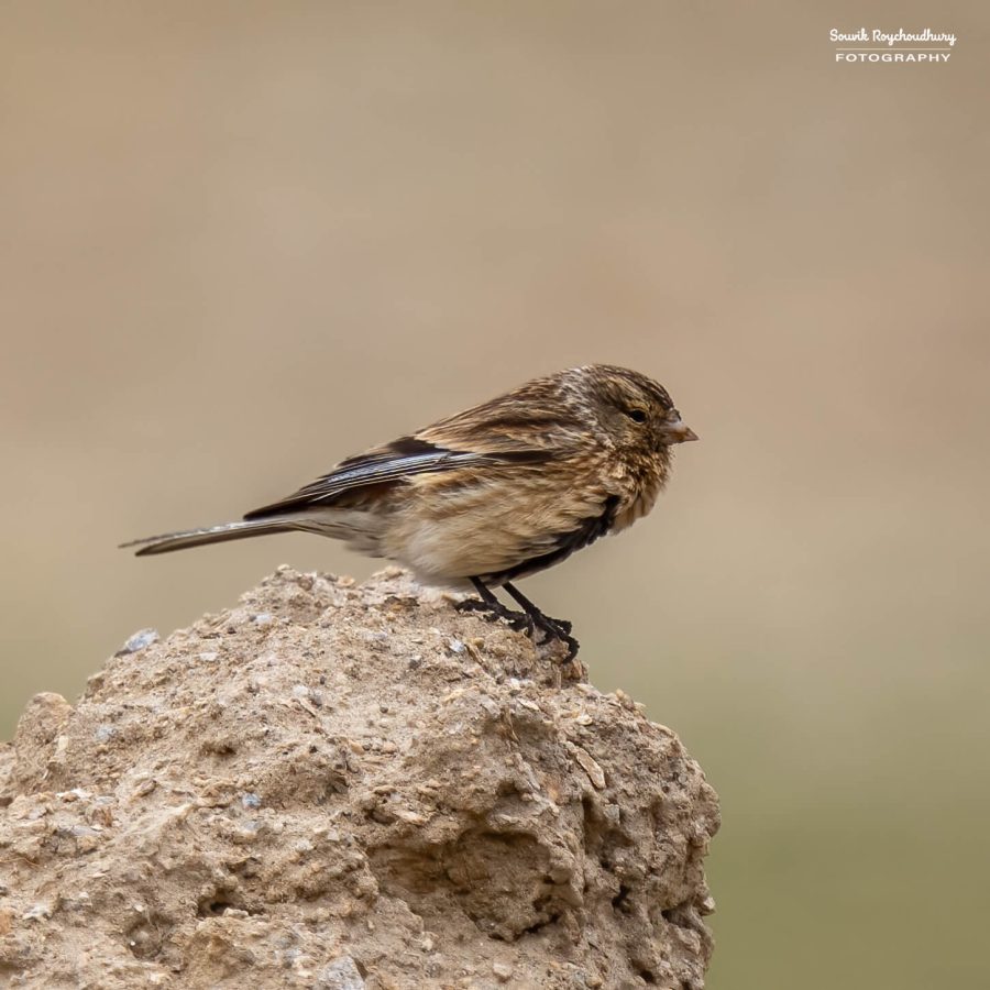 20230629 - Tso Kar - 437-E