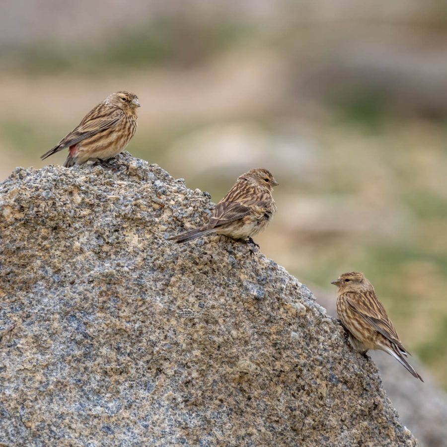 20230629 - Tso Kar - 575-E 16x9