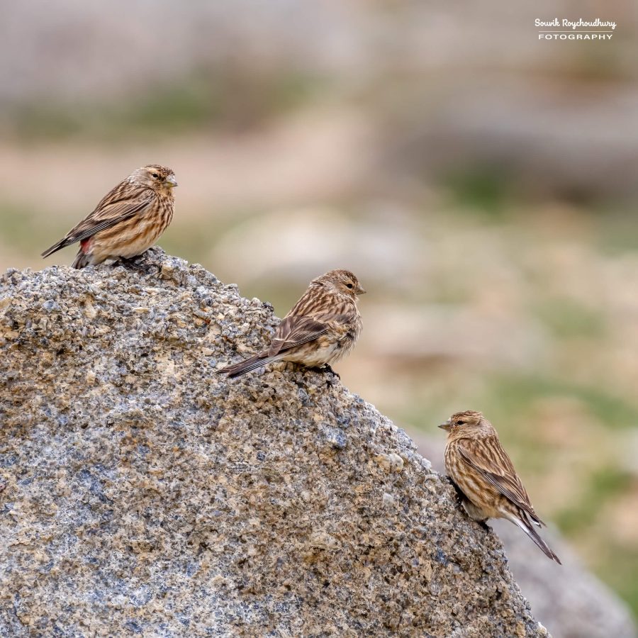 20230629 - Tso Kar - 580-E-E-E