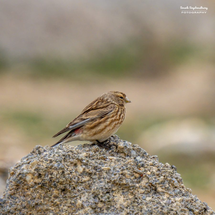 20230629 - Tso Kar - 626-E