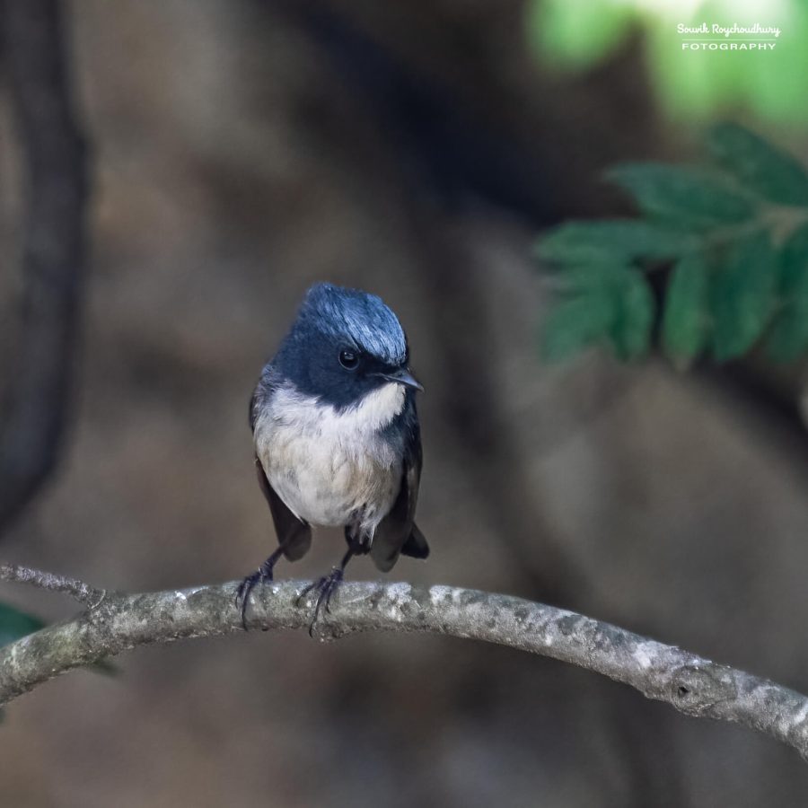 20230701 - Sankaracharya Forest - 12-E