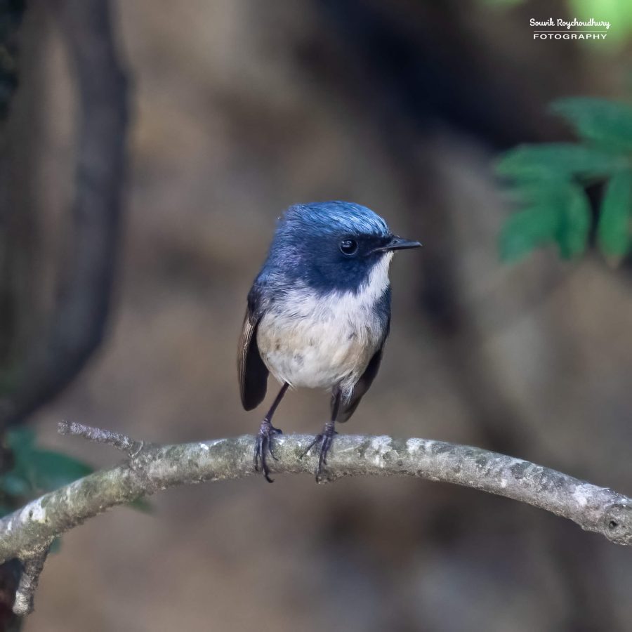 20230701 - Sankaracharya Forest - 33-E-E