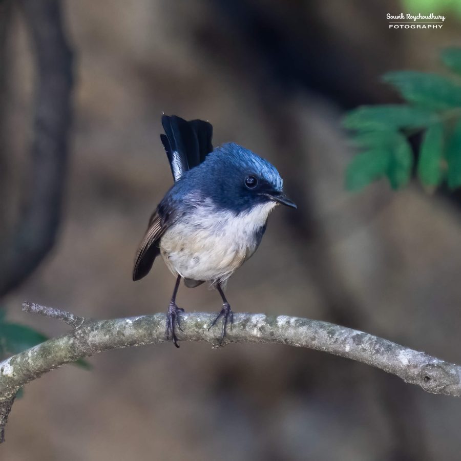 20230701 - Sankaracharya Forest - 41-E-E